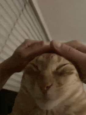 Gif de un gatito al que le acarician con las dos manos muy rápido, él tiene los ojos cerrados y no parece nada a disgusto.